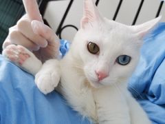 -创凡宠物医院·骨专科  猫科中心(西乡分院)