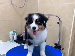 -佳雯宠物医院·皮肤科·内外科(春晓路分院)