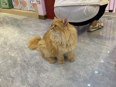 -爪爪喵星球·猫舍(前海卓越店)
