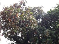 龙眼树-小洲村