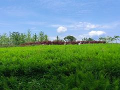 -桤木河湿地公园