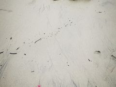 -杨梅坑