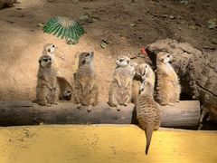 -北京野生动物园