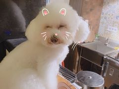 -more than meow吴止猫主题餐厅(承德 中船汇店)