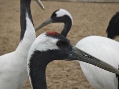 -盐城丹顶鹤湿地生态旅游区