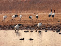 -盐城丹顶鹤湿地生态旅游区