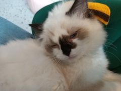 -喵喵咪呀布偶猫咖(春熙路店)
