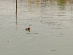 -梁子湖东篱老屋生态庄园