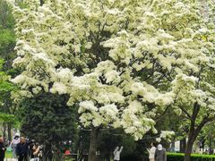 -泰丰公园