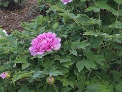 -洛阳市隋唐城遗址植物园