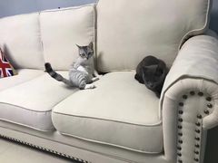 -猫的天空之城概念书店(印象城购物中心店)