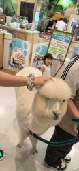 -卡通尼乐园(宝山龙湖天街店)