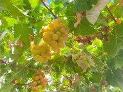 -马陆小张葡萄园农家乐