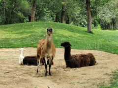 -北京野生动物园