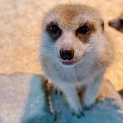 -Zoolung Zoolung动物主题公园(海信广场店)