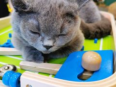 -飞行喵MR PILOT|猫舍·猫咖(静安大融城店)