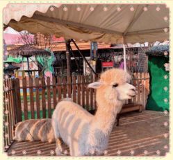 -萌宠亲子动物乐园(槐房万达店)