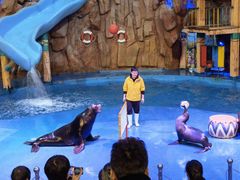 -烟台海昌鲸鲨海洋公园