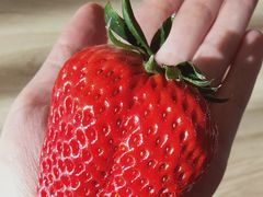 草莓-沈阳市八家子水果批发市场
