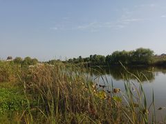 -合肥滨湖国家森林公园