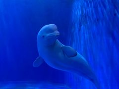 -多彩贵州城极地海洋世界