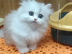 -欣宠猫屋·矮脚拿破仑·蓝金金渐层