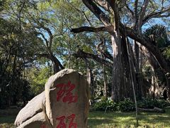 -瑞丽独树成林风景区