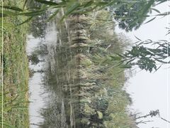 -白鹭湾湿地公园