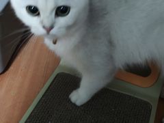 -欣宠猫屋·矮脚拿破仑·蓝金金渐层