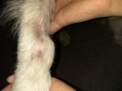 -菲丽丝宠物医院·24小时·猫科中心·免疫点(淮海分院)