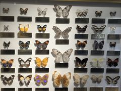 -上海昆虫博物馆