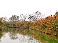 -大湾区中央湿地公园