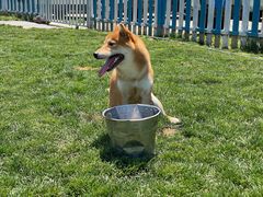 -趣玩宠物乐园寄养训犬训狗游泳池
