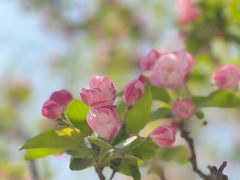 -海棠花溪(元大都城垣遗址公园)