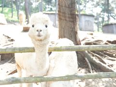 -沈阳森林动物园