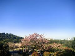 -东莞植物园