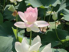 -莲花池公园