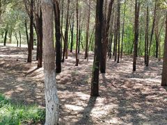 -云岗森林公园