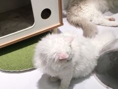 -COLOR PETS 撸猫馆·购猫·猫咖(长风大悦城店)