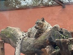 -青藏高原野生动物园