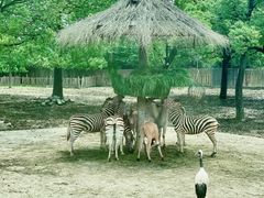 -野生动物园-停车场