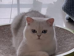 -lincat·猫舍(广州店)