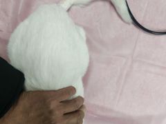 -北京观赏动物医院·24小时大型综合·猫专科·异宠专科