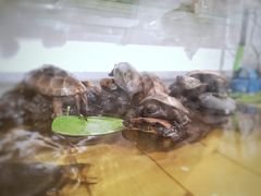 -甜心闲生传统手工冰粉(奎星楼店)
