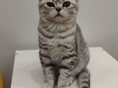 -有喵·猫咖·狗咖·30几只猫10只小狗(岗厦店)