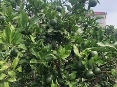 -南汇老顾农家乐采摘大团水蜜桃采摘店