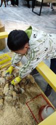 -神奇动物撸宠馆·羊驼·小浣熊·异宠(豫园店)