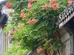 -老门东历史文化街区