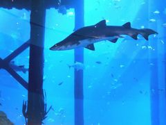 -迪拜水族馆及水下动物园