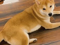 -豆柴町-柴犬主题狗咖(红鼎国际C座店)